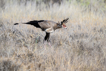 Secretarybird hunched forward in hunting posture, scanning the grassland