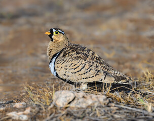 Male Black faced Sandgrouse standing alert on dry, stony ground