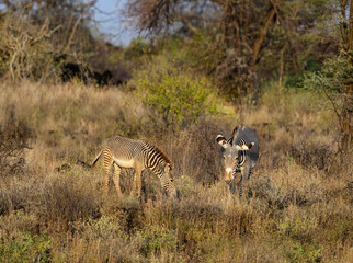 An adult Grevy’s zebra and a juvenile grazing together in semi-arid habitat