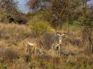 An adult Grevy’s zebra and a juvenile grazing together in semi-arid habitat