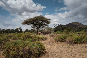Dry savanna landscape with scattered acacia trees under dramatic, stormy skies and distant hills