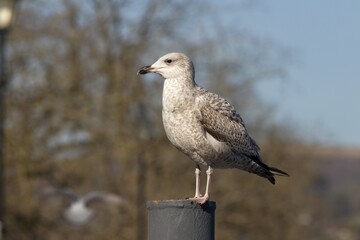Seagull sitting on a wooden post