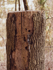Totholz baumstamm holzstamm