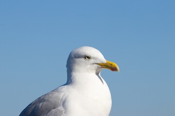 Seagull head close up while sitting on a metal fence next to the seaside.