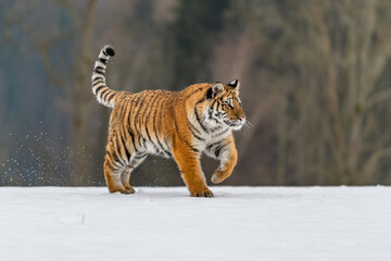 Siberian Tiger running in snow. Beautiful, dynamic and powerful photo of this majestic animal. Set in environment typical for this amazing animal. Birches and meadows