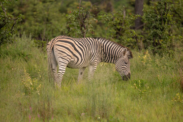 Zebra portrait on African savanna. Safari in Serengeti, Tanzania
