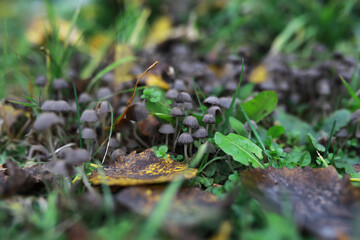 Close-Up of Tiny Mushrooms in Forest Underbrush with Fallen Leaves and Grass
