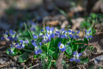 Small flower of sweet violet bloom on glade in springtime. Wildflower of viola odorata in family violaceae smelling and blossom in spring season. Hardy herbaceous perennial growth is wild pansy.
