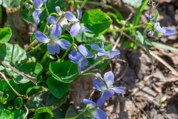 Small flower of sweet violet bloom on glade in springtime. Wildflower of viola odorata in family...