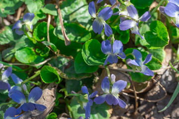 Obraz premium Small flower of sweet violet bloom on glade in springtime. Wildflower of viola odorata in family violaceae smelling and blossom in spring season. Hardy herbaceous perennial growth is wild pansy.