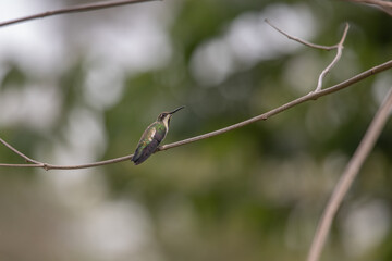 Hummingbird(Trochilidae)Flying gems ecuador costa rica panama