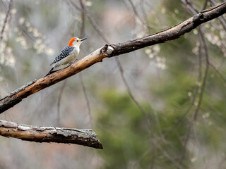 A female Red-bellied Woodpecker poses on a branch with a beautiful background.