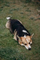 Adorable corgi dog relaxing on the grass, enjoying a peaceful moment outdoors. The dog is calm and content in a natural setting