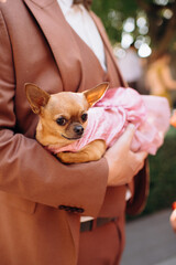 Red chihuahua resting in the arms of a man wearing a terracotta suit. The dog looks comfortable and relaxed, creating a warm and stylish moment between the pet and owner