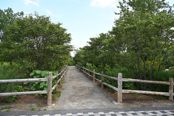 nature in the park and lake,