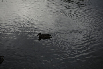 Tranquil Duck Swimming in Calm Dark Water with Gentle Ripples Movement at Dusk