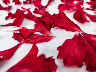 Red flower petals scattered on a white surface, creating a striking contrast. The delicate texture and organic shapes enhance the visual appeal, emphasizing nature's beauty and artistic floral arrange