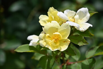 yellow flowers of a pear