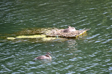 Obraz premium duck in water