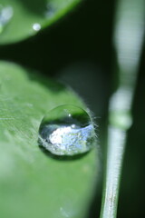 water drop on a leaf