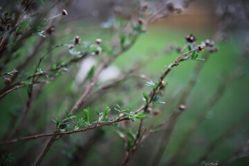Close-Up of Shrub Branches with Buds and Green Leaves in a Natural Outdoor Setting