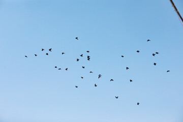 Flock of Birds Flying in Clear Blue Sky - Peaceful Nature Aerial View of Birds in Flight