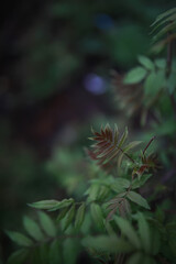 Moody Close-Up of Green and Red Leaf in Nature with Blurred Background