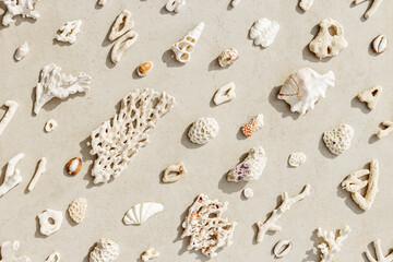 Assorted natural Seashells and corals at sunlight, summer nature still life from shell and coral pieces arranged on grey beige background, minimal style trend creative pattern, neutral tones, top view