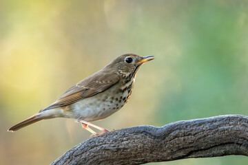 A hermit thrush perched on a tree stump
