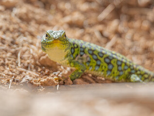 Lagarto ocelado