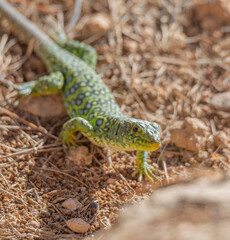 Lagarto ocelado