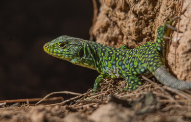 Naklejka premium Lagarto ocelado