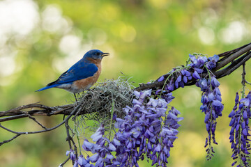 Bluebird perched on a wisteria vine