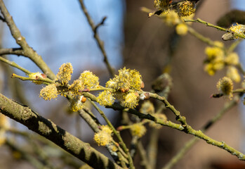 Spring tree flowering. Branch of willow wkith catkins - lamb's-tails
