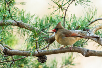 Cardinal perched on a tree branch