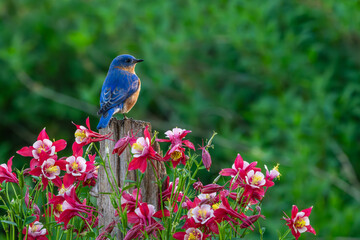 Bluebird perched on a tree stump with columbine flowers