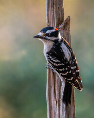 Downey woodpecker perched on a tree branch
