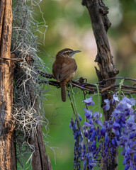 A Carolina wren on a tree stump