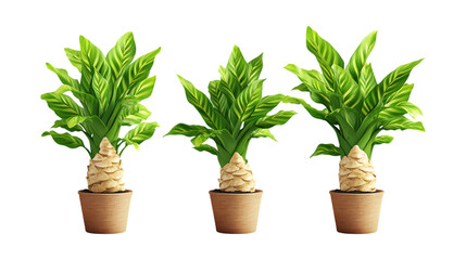 Ginger Plant in Pot Set in Three Different Poses on Transparent Background for Herbal Medicine, Gardening, or Culinary Uses