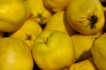 Golden quinces resting in a vibrant market display under warm sunlight on a bustling autumn day