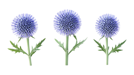 Globe Thistle Set in Three Different Poses on Transparent Background for Botanical Art, Gardening, or Unique Floral Designs