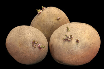 Seed potatoes ready for planting in closeup isolated on a black background