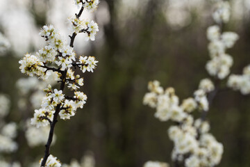 blooming apple tree
