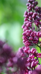 Fototapeta premium pink and white flowers lilac, spring vibes, spring flowers, lilac flow