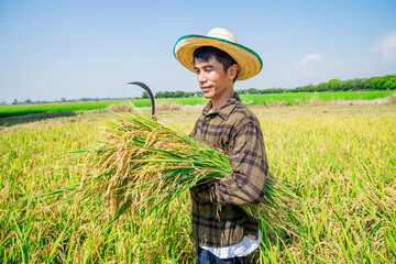Harvesting rice by a farmer in a green field rural agriculture scene bright daylight peaceful environment