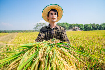 Harvesting rice in a lush field farmer working agriculture scene bright environment close-up rural life
