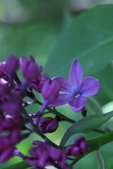 pink and white flowers lilac, spring vibes, spring flowers, lilac flow