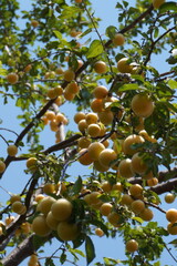 Mirabellen Baum mit Früchten