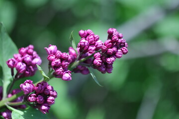 pink and white flowers lilac, spring vibes, spring flowers, lilac flow
