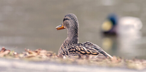 Female mallard duck (Anas platyrhynchus)